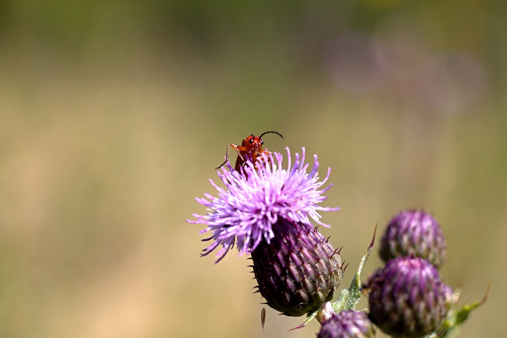 hellegatsplaten natuurgebied natuur staatsbosbeheer goeree overflakkee heckrunderen hdr fjordenpaarden vogelkijkhut